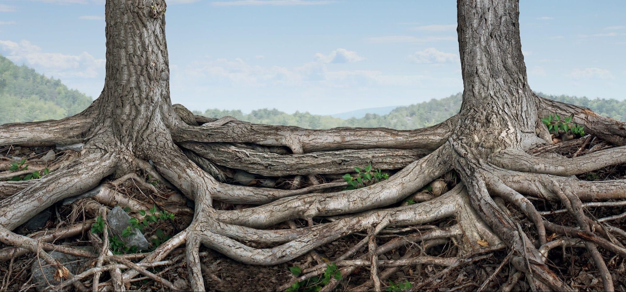 Can trees talk