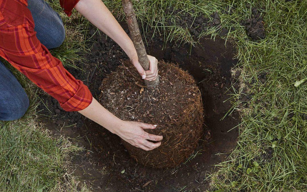 Is It Ok To Plant A Tree In The Same Spot?