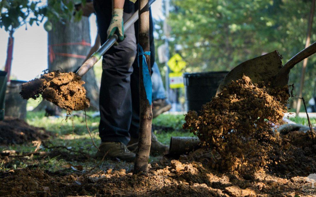 How Much Do Landscapers Charge To Plant A Tree?