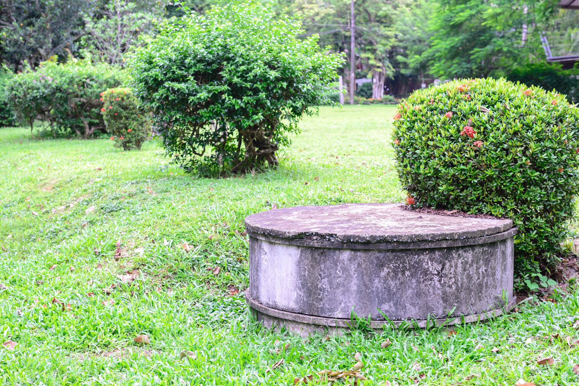 What To Plant Over A Septic Tank
